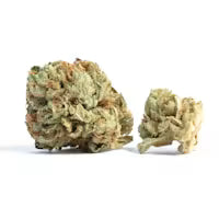 Garlic and Bananas-Hybrid